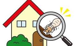 住まいの大敵‼　腐朽菌･白蟻被害について